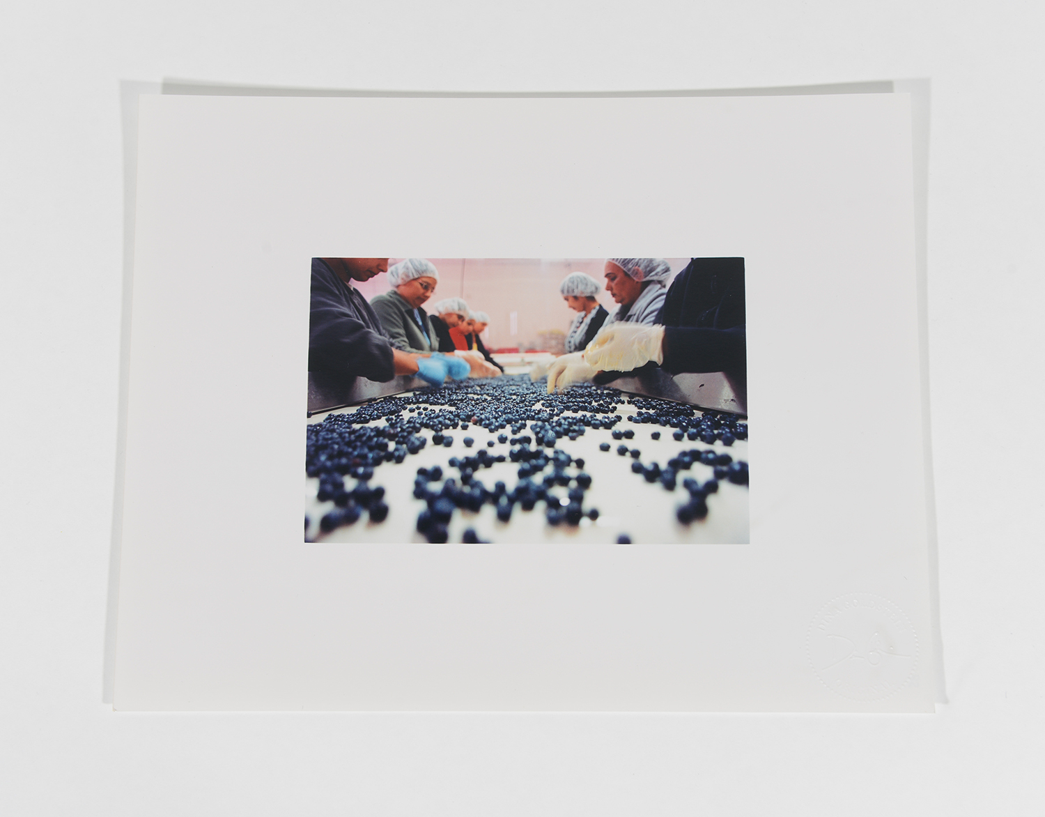 Blueberry Sorting_Blueberry Pickers_2002_85