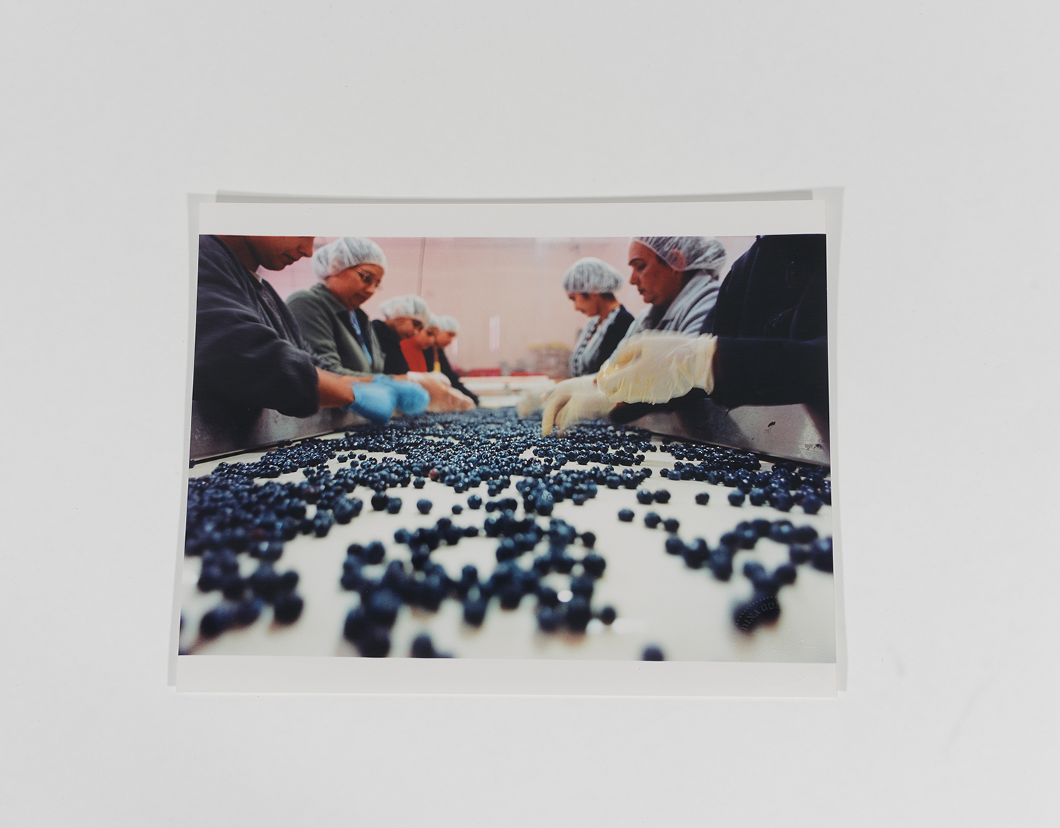 Blueberry Sorting_Blueberry Pickers_2002_84